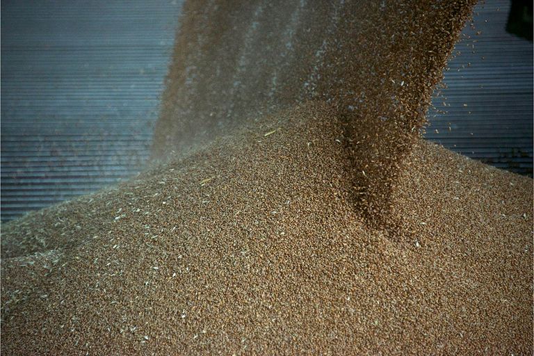 De totale graanoogst wordt in de graanprognose net als in september geschat op 2.256 miljoen ton. - Foto: Canva