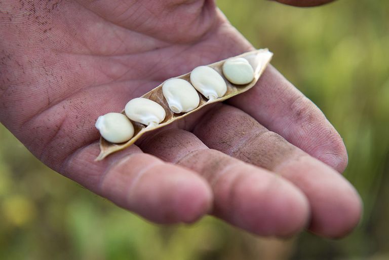 Lupinebonen. Hoewel de verwachting is dat lupine een kleine stroom blijft, wordt ze wel gezien als een geschikte grondstof voor vleesvervangers. - Foto: Frank Uijlenbroek