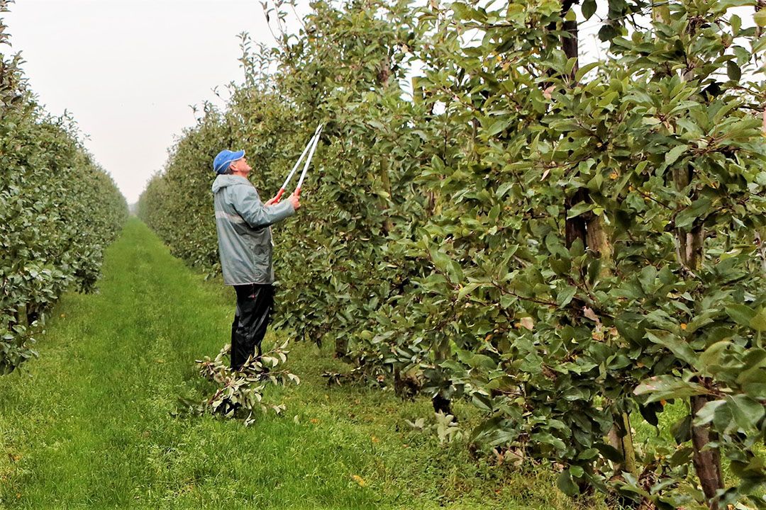 Zomersnoei in een fruitboomgaard. - Foto: Studio Kastermans