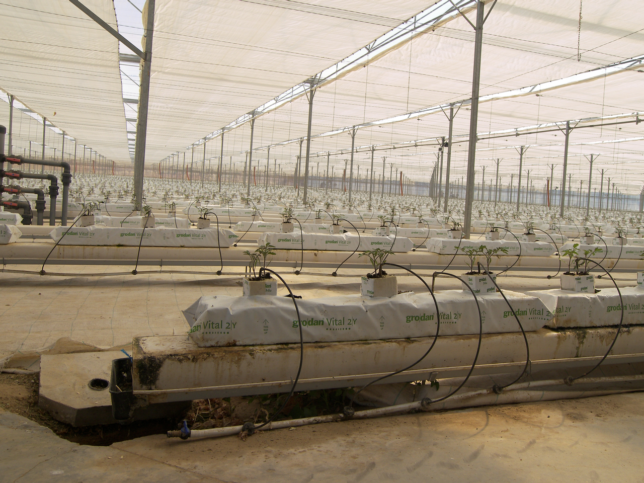 Kostprijs Spaanse teler hoger door plantmateriaal