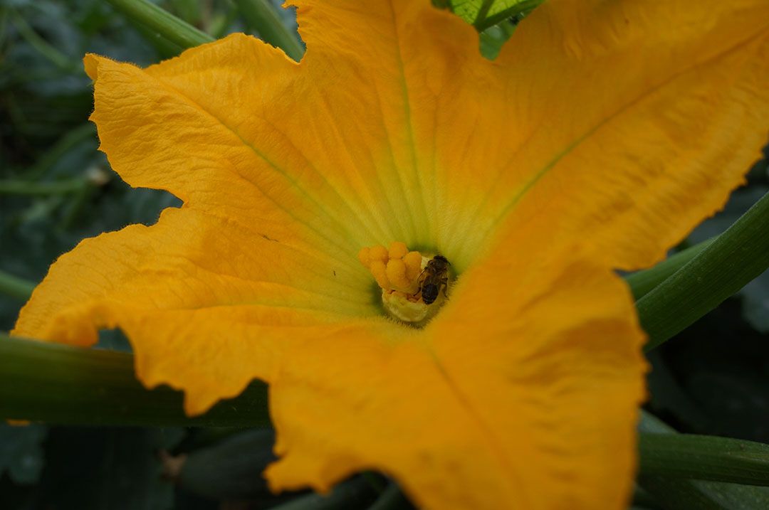 De hommels doen prima hun werk doen, zelfs met ingebrachte mannelijke bloemen. Toch houdt Mart van Uffelen de 4 bijenkasten in ere als back-up. - Foto: Gerard Boonekamp