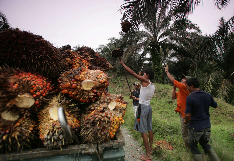 Teelt voor de productie van palmolie in Indonesië. <br /><em>Foto: ANP </em>