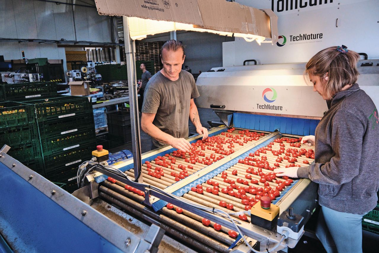 “We lopen nu 1 kilo per vierkante meter achter. Het vruchtgewicht van 13,5 gram is hetzelfde als vorig jaar”, zegt Ferry Adegeest. Foto: Fred Libochant