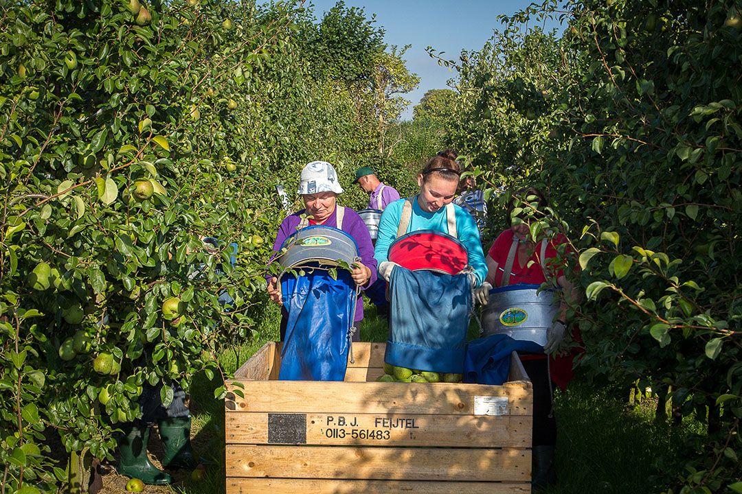 Dit afzetjaar geen termijnhandel peren via FTC. - Foto: Peter Roek.