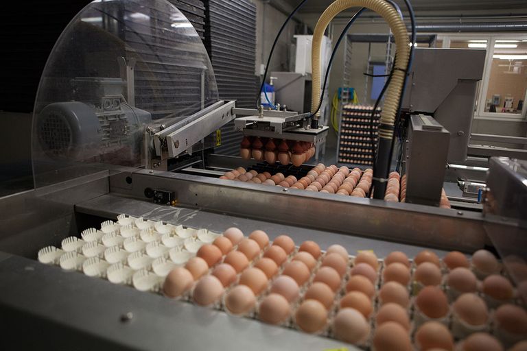 Verzamelen van eieren. - Foto: Wageningen UR