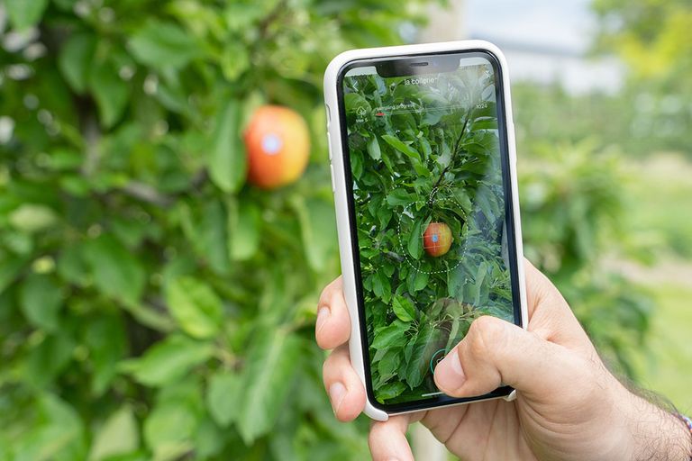 App berekent oogstverwachting appel