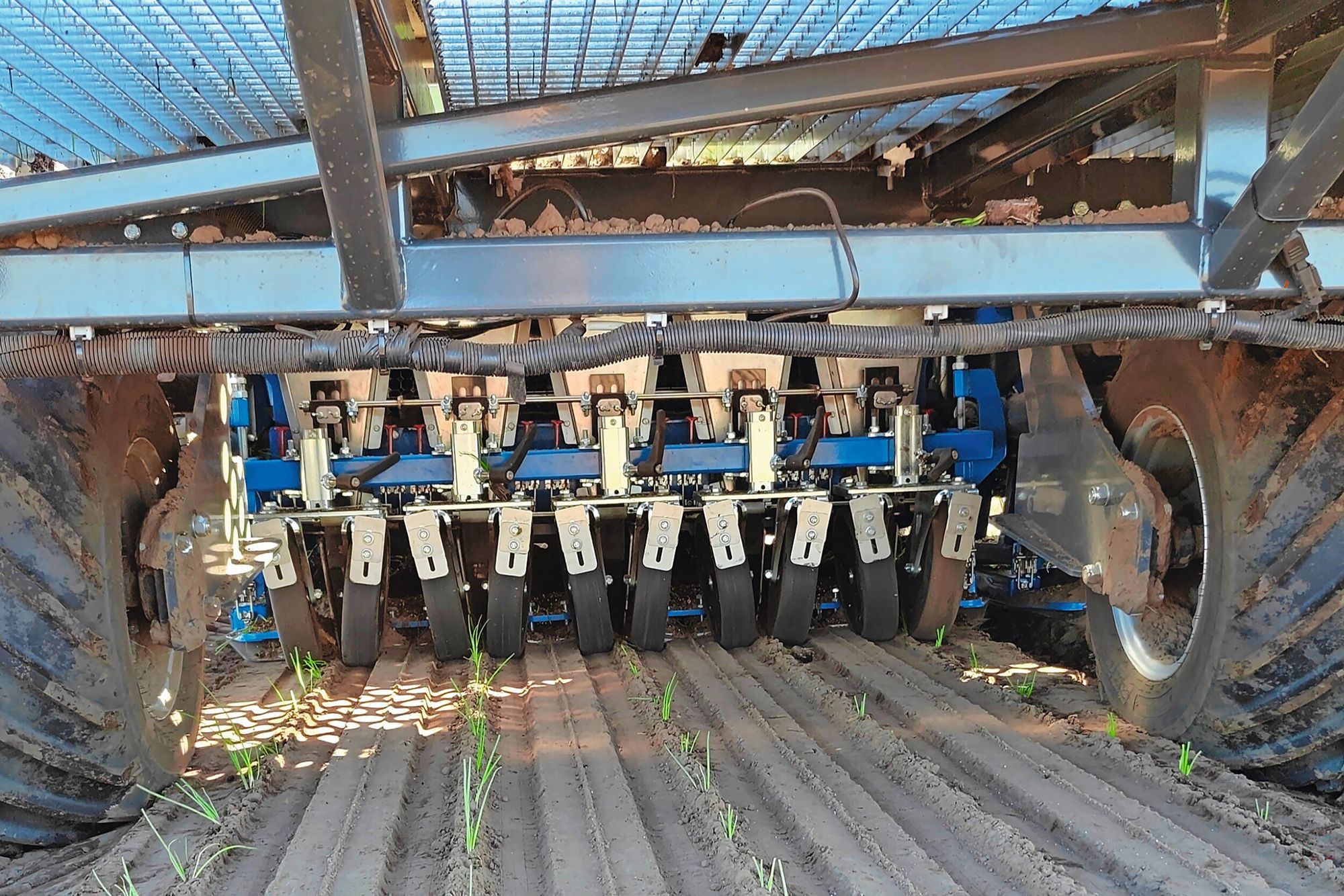 TTS maakt planten klaar voor autoplanter - Groenten & Fruit Actueel