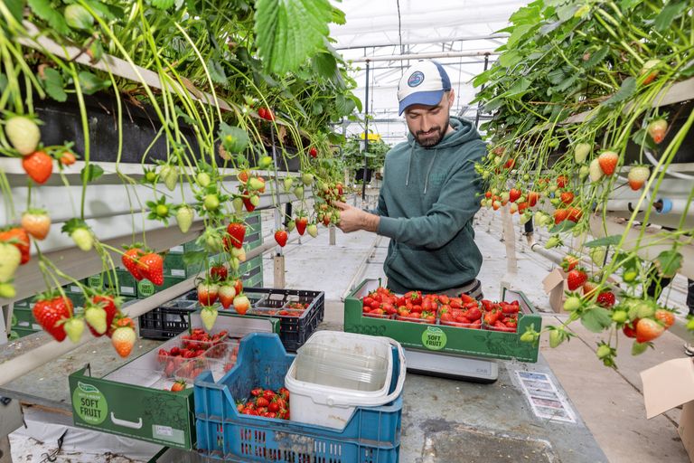 MeerFruit is met aardbeien in productie van circa 1 maart tot eind van het jaar. Foto: Peter Roek