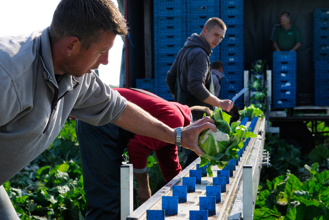 Bloemkool verhoogt rendabiliteit groentebedrijf - Foto: Wick Natzijl