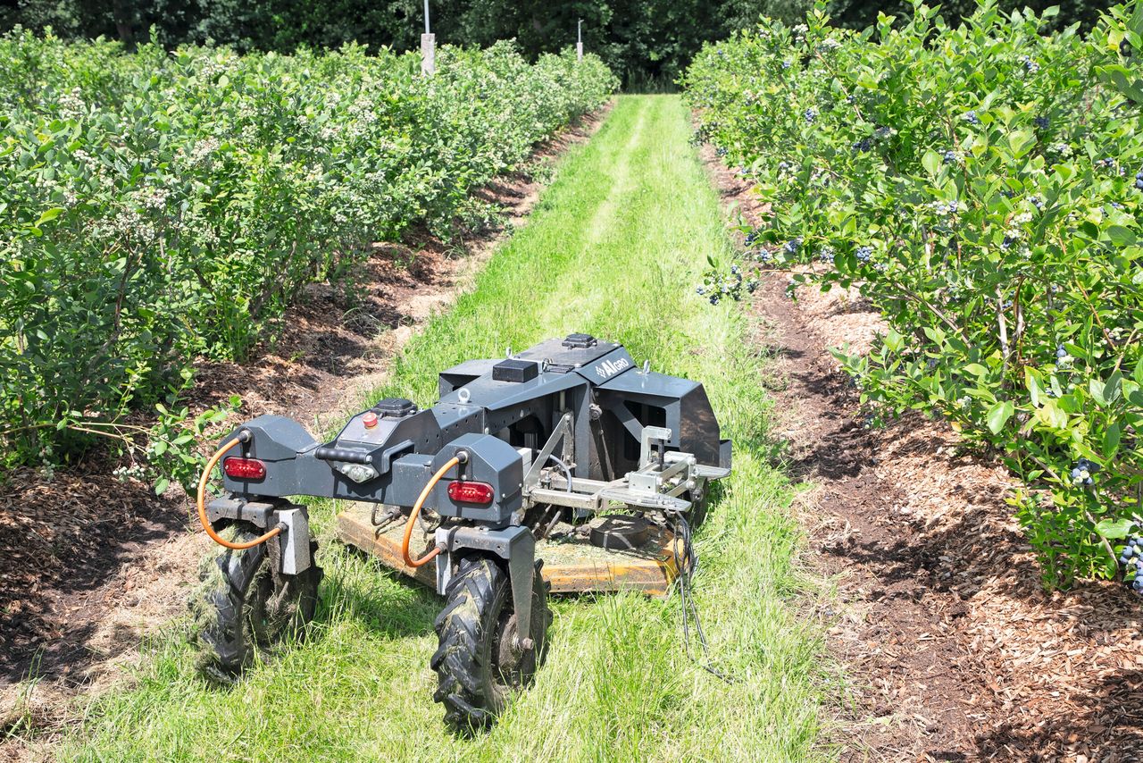 Maairobot rijdt tussen de rijen blauwebessenstruiken. Dit bespaart Albert Boersen een hoop werk. Foto: Hans Banus