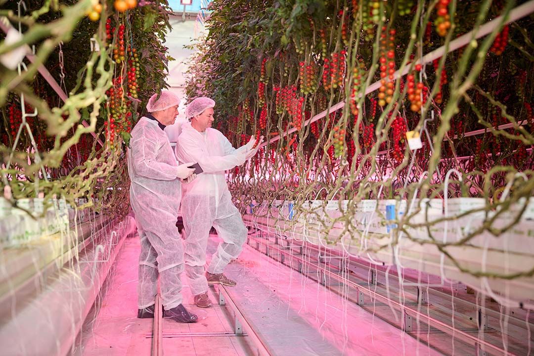 Ondanks minder warmte in de kas is een hoog niveau van kwaliteit en productie te waarborgen. - Foto: Signify