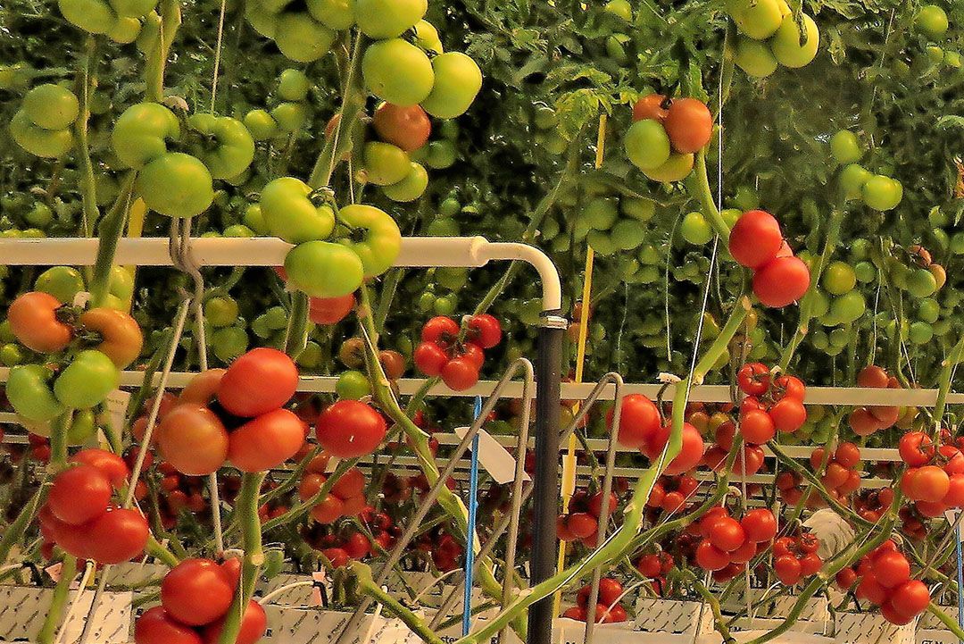 Tomaten. - Foto: Ton van der Scheer