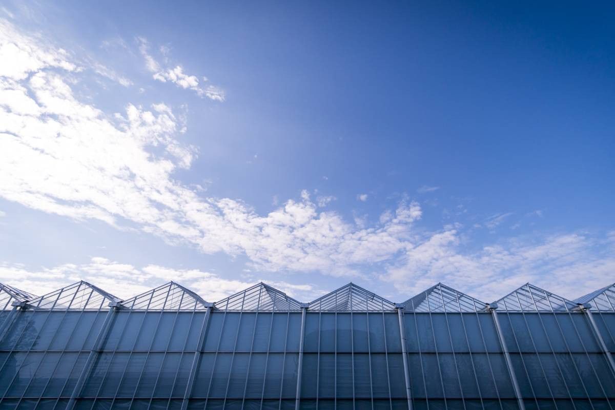 Zon op je bol in de kas, wat een verschil met 2024. Foto: ANP