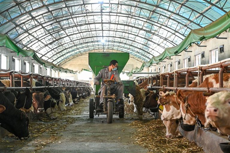 Mocht het China al lukken het benodigde aantal dieren te verzamelen dan ligt er nog een grote uitdaging wat betreft het nodige voer. Foto: ANP