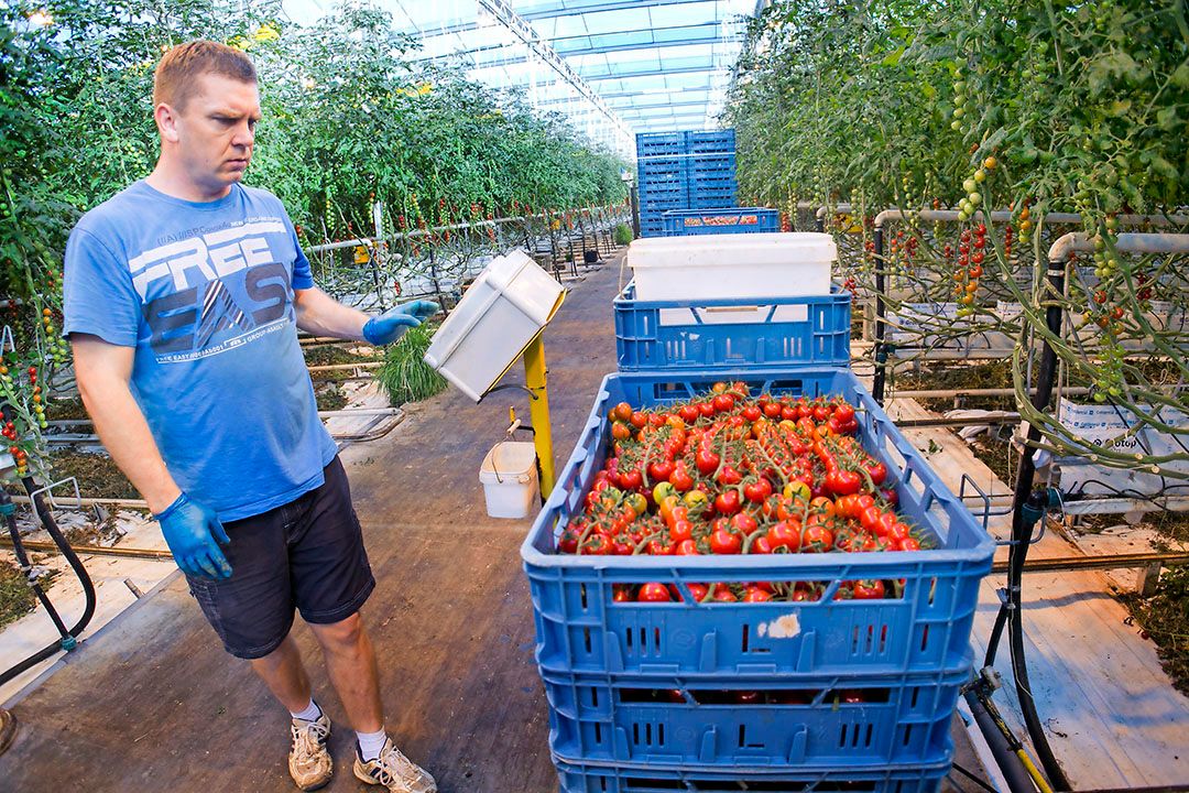 Agro Care is met kwekerijen in Nederland, Frankrijk en Noord-Afrika al internationaal actief, maar wil dat verder uitbreiden. - Foto: Joep van der Pal