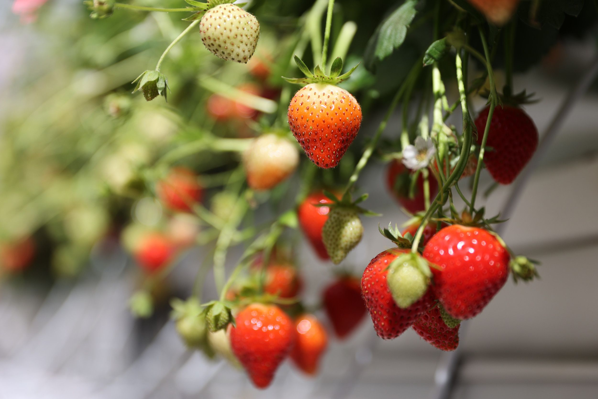 Bederfelijke producten, zoals bijvoorbeeld aardbeien, moeten sneller betaald worden dan niet-bederfelijke producten. Foto: Dennis Wisse