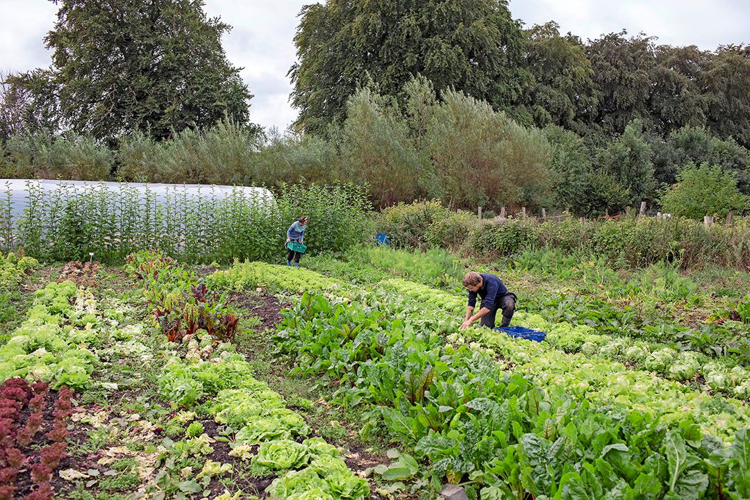 Ruim 40 gewassen worden er geteeld voor de bewoners van het dorp. Twee keer per week wordt er geoogst. - Foto: Eoin O'Conaill/Gerrit Post