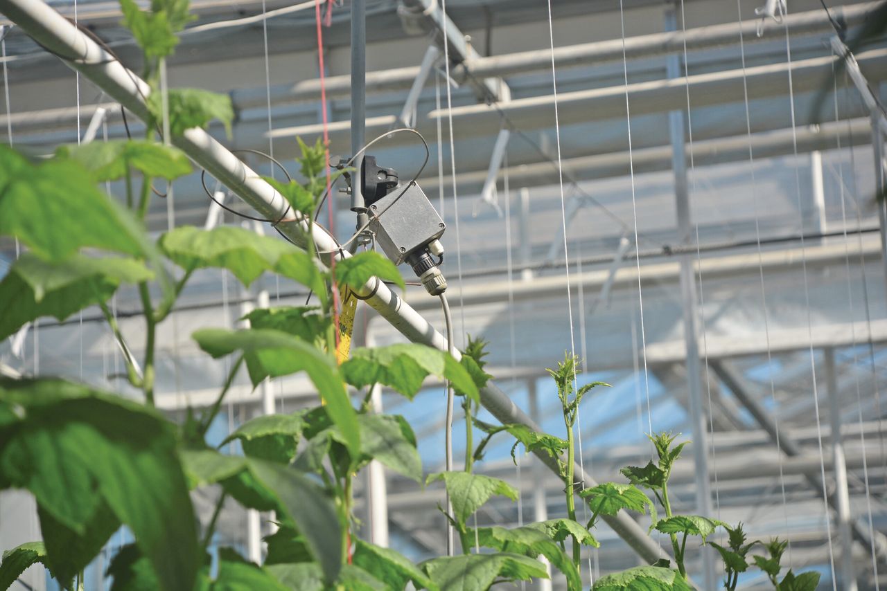 Controle op de betrouwbaarheid van sensoren is essentieel bij een datagedreven teelt. Foto: Peter Visser