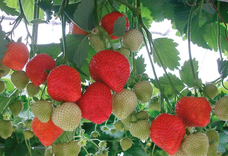 Marktupdate: AH verkoopt ook incourante aardbeien
