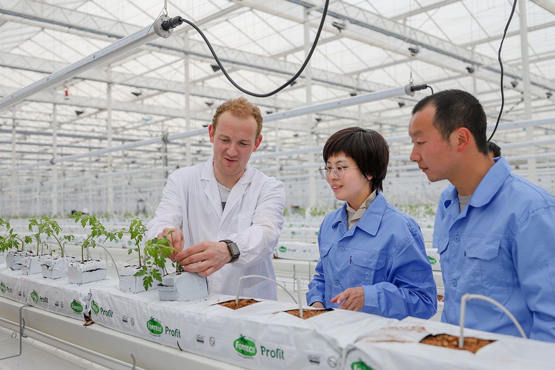 Tomatenplantjes geplant in een 'Nederlandse' kas in Shanghai. - Foto: FoodVentures