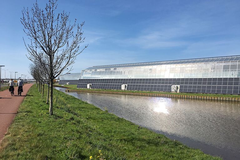 Kassen en zonnepanelen lijken een logische combi, zoals hier in Pijnacker. - Foto: Ton van der Scheer