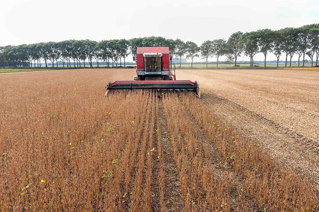 Sojaoogst in Nederland. Het areaal soja in de EU is dit jaar met bijna 20% uitgebreid naar ruim 1,1 miljoen hectare. - Foto: Cor Salverius Fotografie