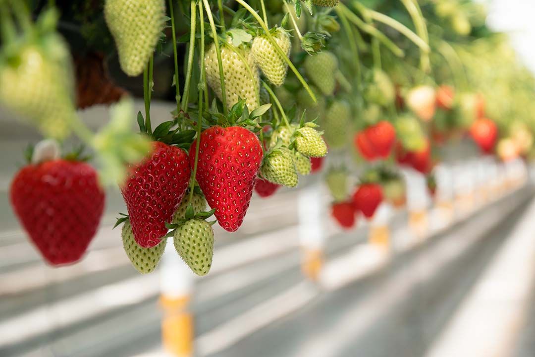 The Greenery ziet de interesse in het aardbeienras Inspire toenemen. - Foto: The Greenery