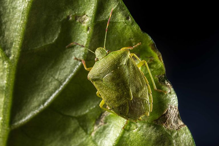 Zuidelijke groene stinkwants (Nezara viridula)