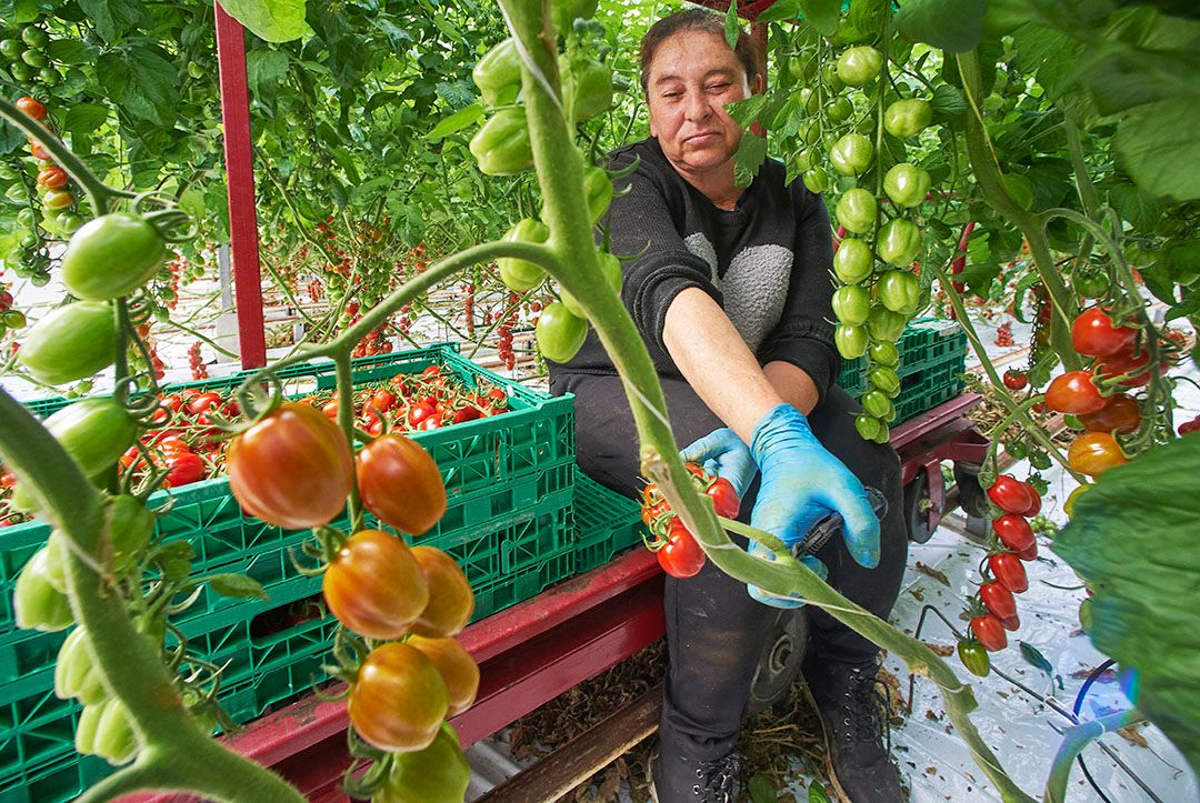 Het vruchtgwicht van de volop geoogste tomaten is een paar gram hoger dan normaal. - Foto: Van Assendelft Fotografie