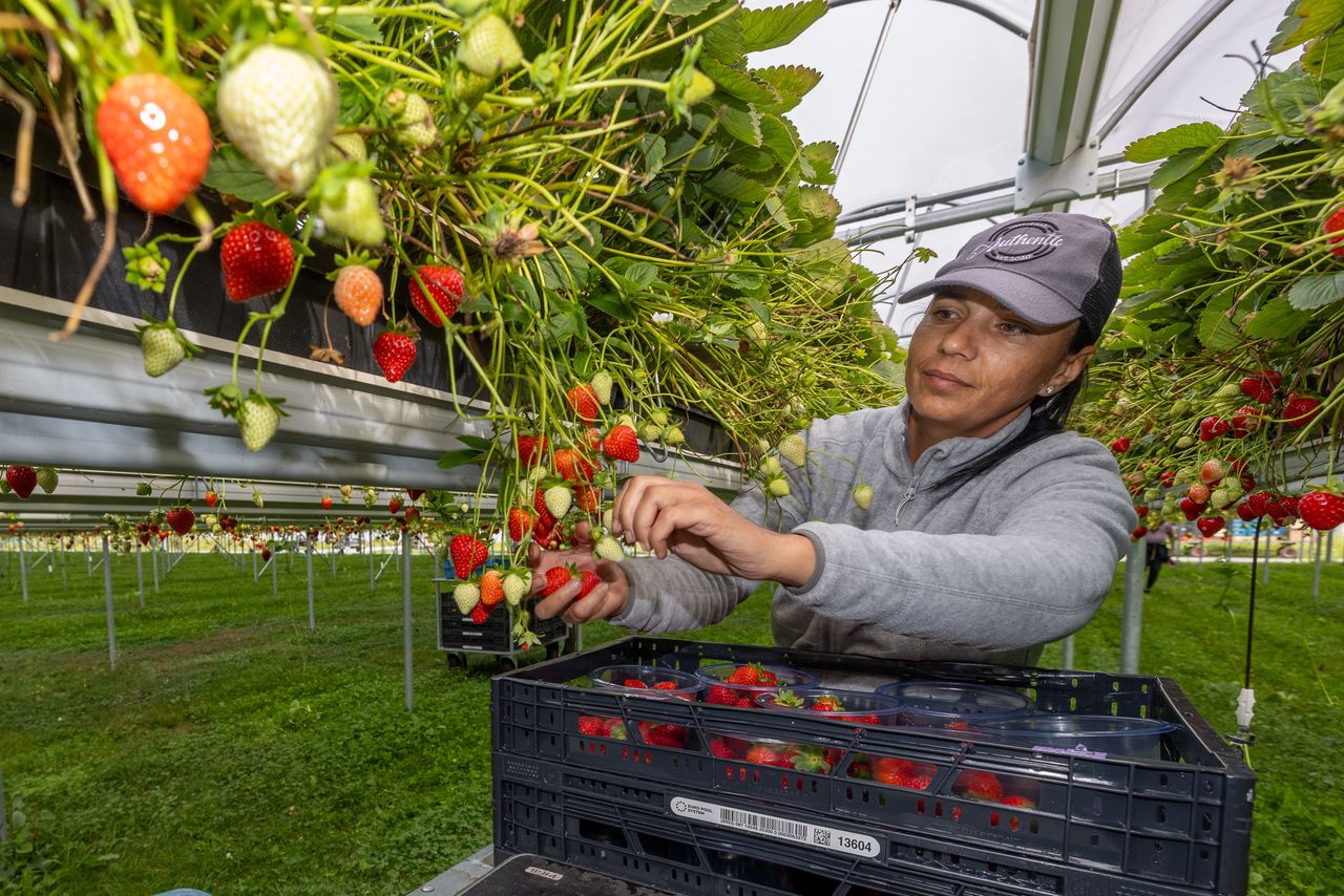 Medewerkster plukt aardbeien van de stellingteelt onder Mini-Air-overkappingen. Foto: Peter Roek