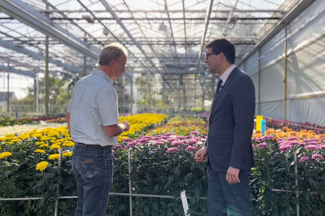 De Britse landbouwminister bij chrysantenbedrijf Deliflor in Naaldwijk. - Foto: Defra