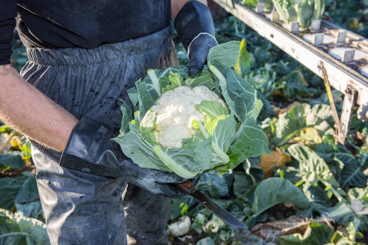 Deze tijd, wanneer telers contractonderhandelingen voeren, kunnen telers aangrijpen om marges te verhogen, bleek op een symposium over productbeschikbaarheid van GroentenFruit Huis. Foto: Peter Roek