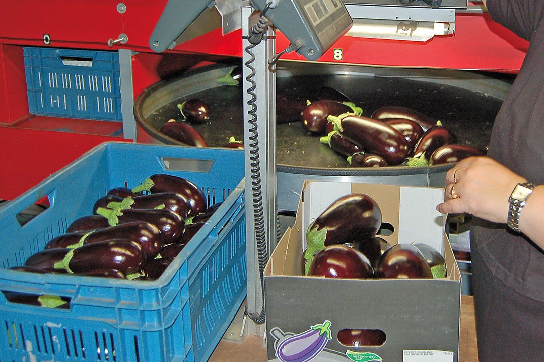 Aubergines. - Foto: Ank van Lier
