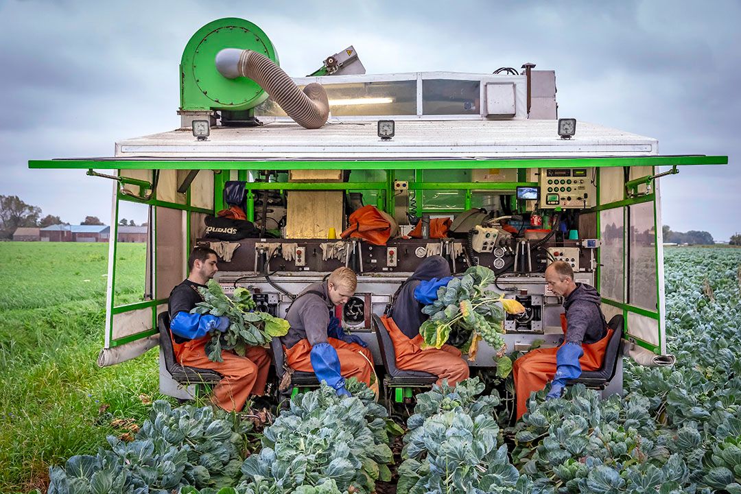 René Peters: "We halen op dit moment geen 20 ton van een hectare en we plukken in verhouding veel A’tjes." - Foto: Dennis Wisse