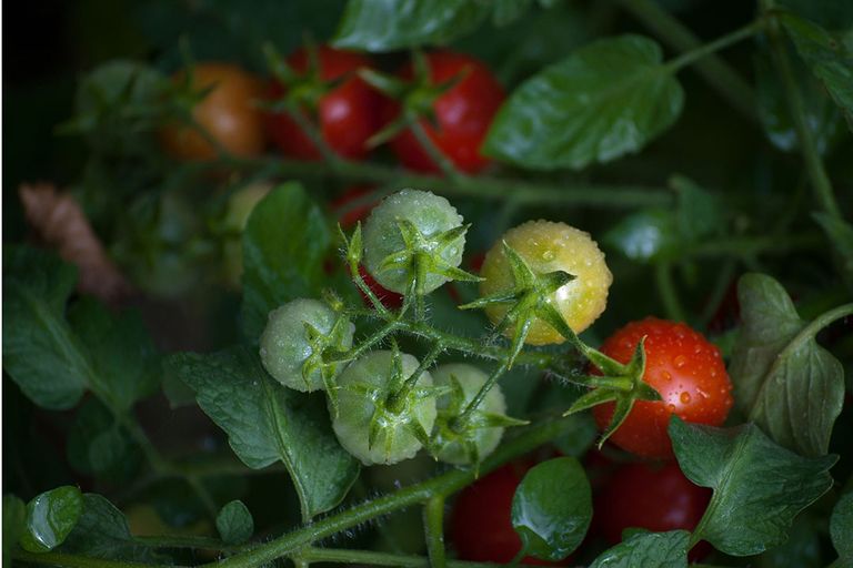 Biologische tomaten. Foto: Canva