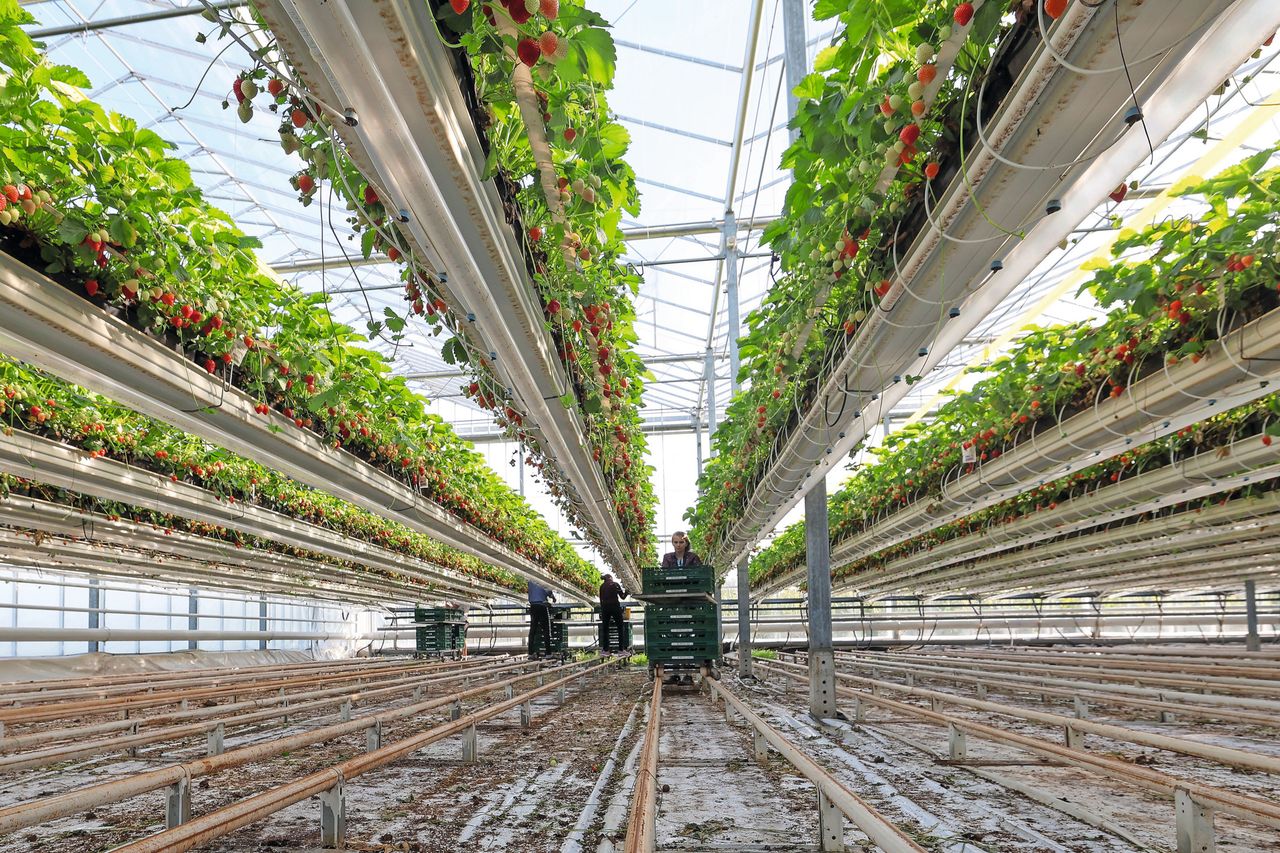 Er zijn veel aardbeien op de markt. Foto: Bert Jansen