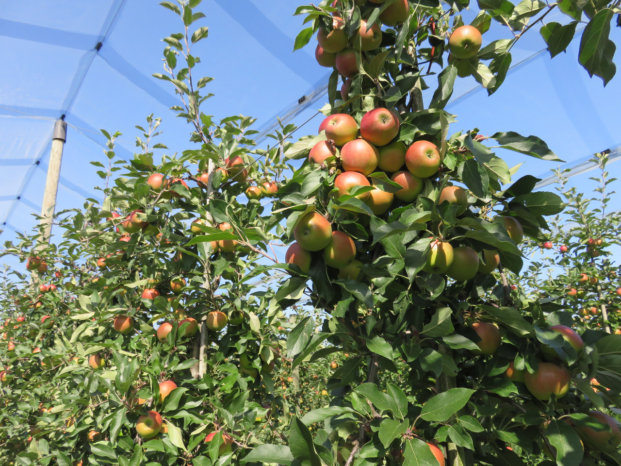 Hittegolf kan zonnebrand geven in appelteelt