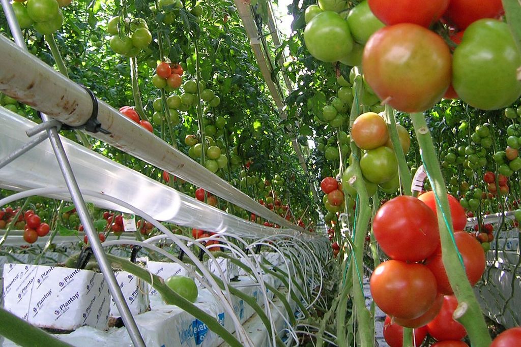 CO2-dosering in tomatenkas. - Foto: Wageningen UR Glastuinbouw