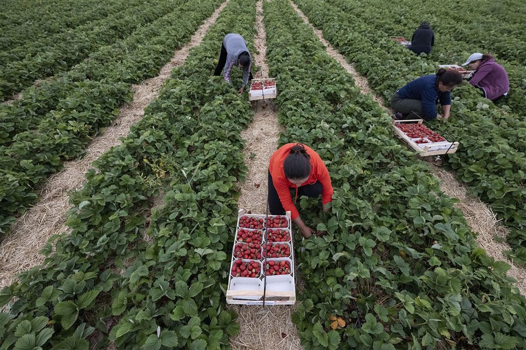 De stijgingen van het minimumloon in Duitsland zorgt steeds voor discussie onder telers. - Foto: ANP