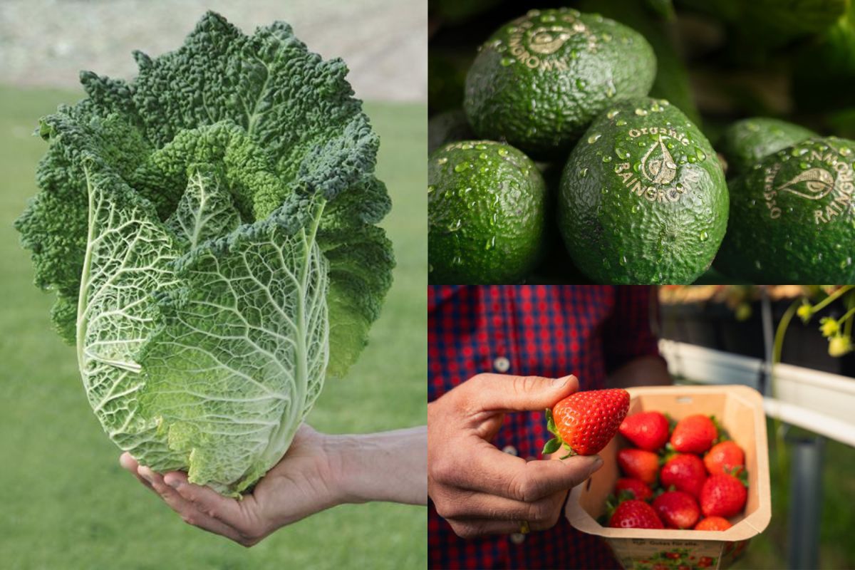 Genomineerden voor de Innovation Awards van de Fruit Logistica zijn onder andere de savooiekool van Bejo, avocado’s met watermerk van Eosta en de Aldina-aardbei van Aldi Süd. Foto’s: Bejo, Eosta, Frutania