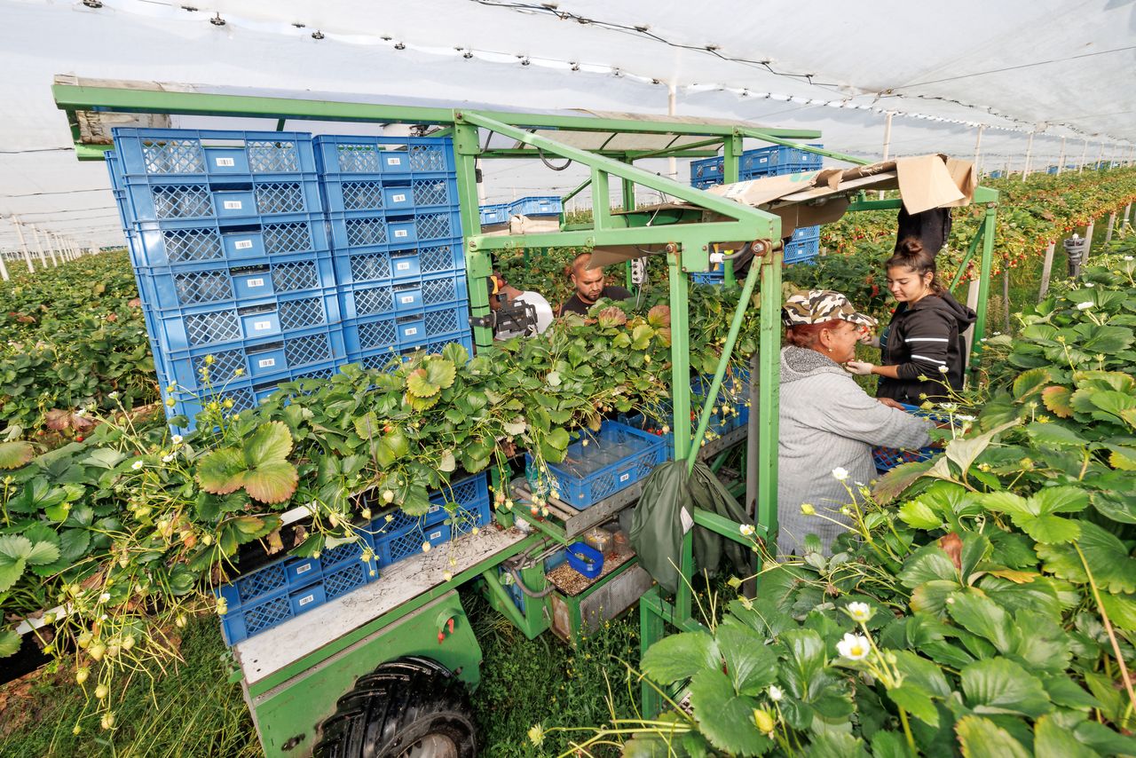 Aardbeienoogst bij HG Eerenburg in Nispen. Voor in totaal 100 bedden is HG Eerenburg gecertificeerd volgens het Agrarisch Keurmerk Flexwonen. Foto: Peter Roek