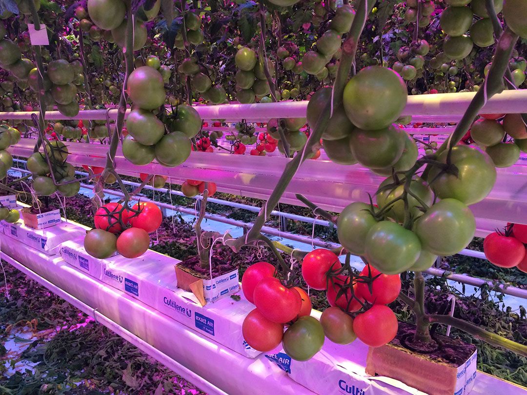 Belichte tomatenproef op koers