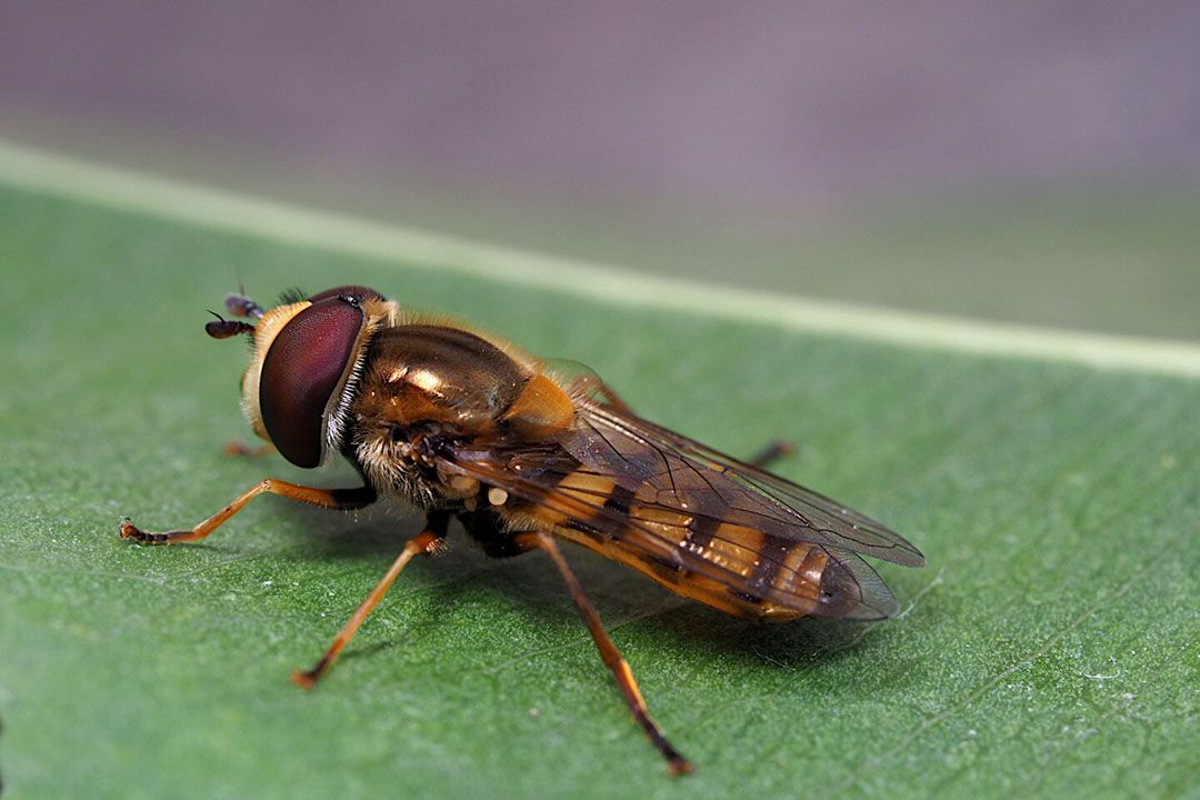 Een volwassen exemplaar van zweefvlieg Eupeodes corolla. - Foto: Biobest