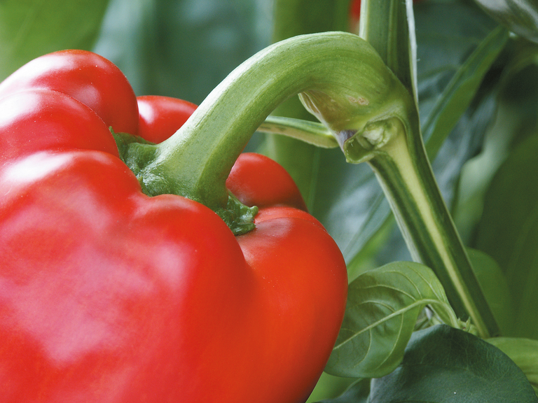 Schaarste maakt eerste paprika&apos;s duur