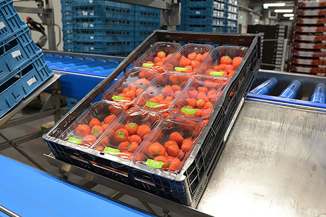 Markt: Nederlandse aardbei versterkt positie Duitsland