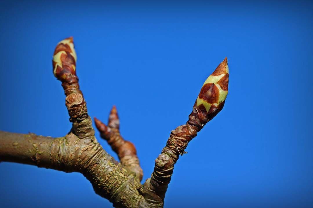 Met het beginnende fruitteeltseizoen komt ook de start van het spuitseizoen eraan. - Foto: Canva/bernswaelz van Pixabay