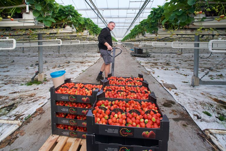 De afzet van de aardbeien loopt via Veiling Zaltbommel, meestal verkocht via bemiddeling.