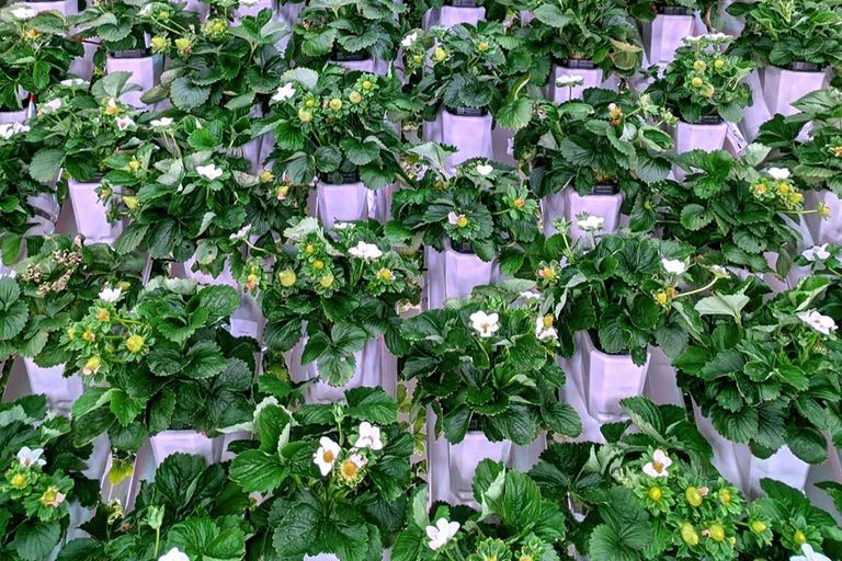 Aardbeien die in een vertical farm gekweekt worden voor Driscoll's. - Foto: Business Wire