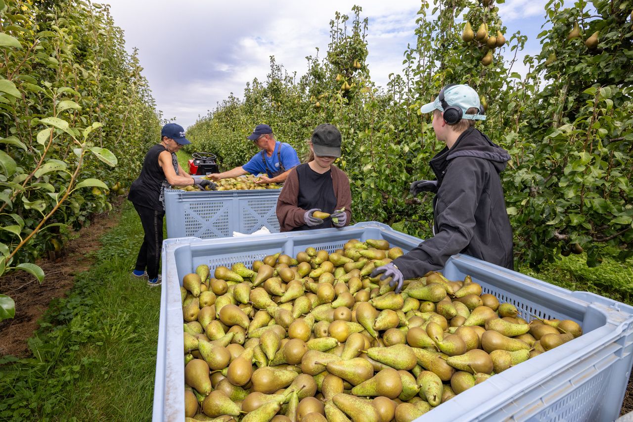 Pluk van peren op archiefbeeld. Foto: Peter Roek
