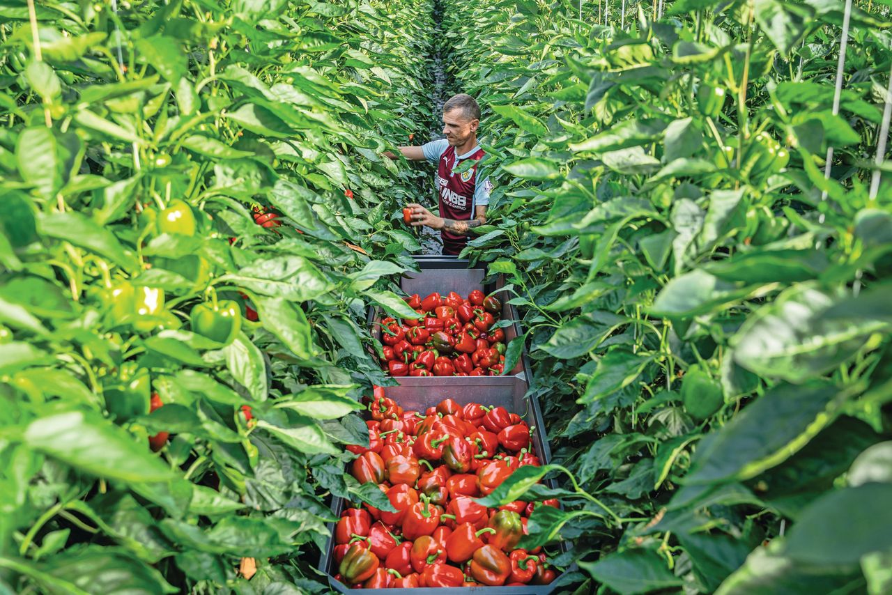 “Vruchtdunnen is niet te doen op onze grote oppervlaktes. Dat betekent normaal gesproken dat de vruchten in week 36 wat fijner zullen worden”, zegt Hans van de Sande. Foto: Andrea van Schaik